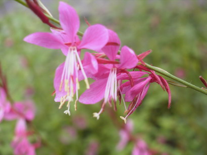 GAURA lindheimeri Karalee Petite