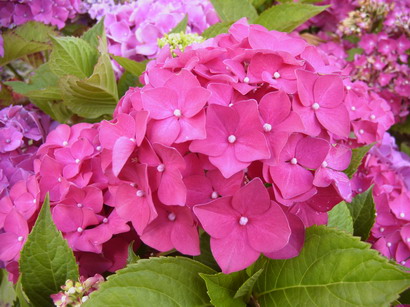 HYDRANGEA macrophylla Chaperon Rouge