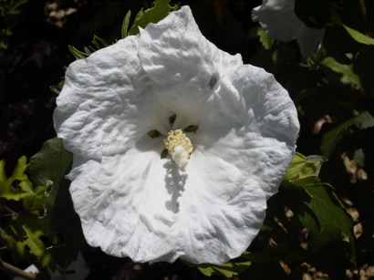 HIBISCUS syriacus William R. Smith