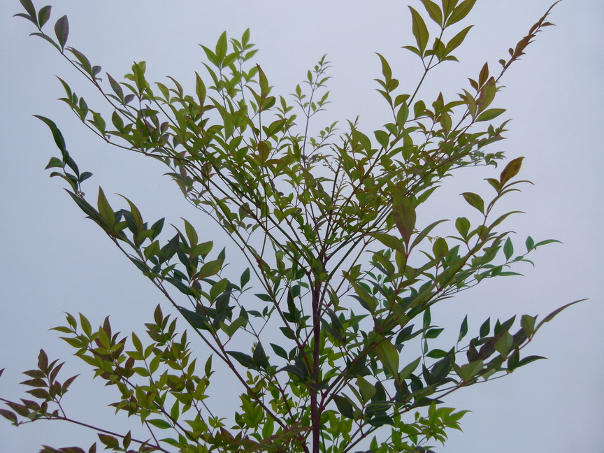 NANDINA domestica Richmond Purpurea