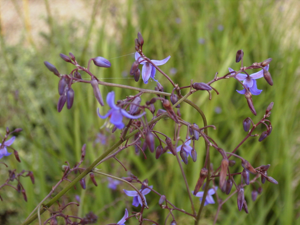 DIERAMA pendula