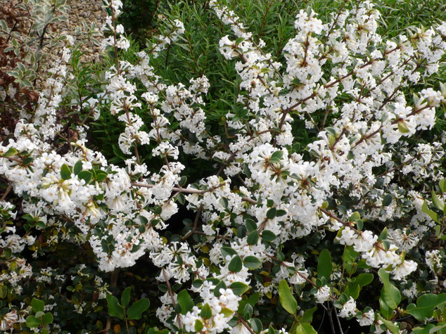 OSMANTHUS delavayi : floraison de printemps. Nº1327