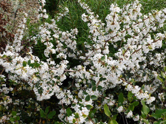 OSMANTHUS delavayi