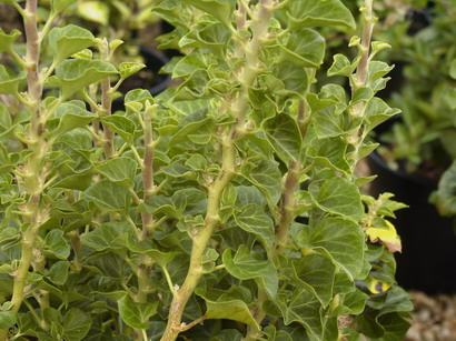 HEDERA helix Erecta Select