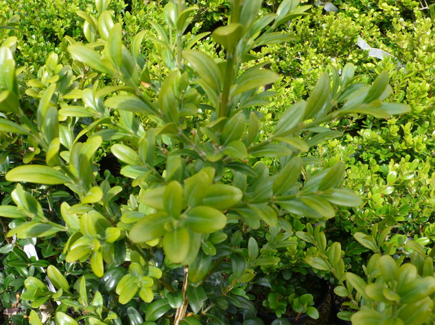 BUXUS sempervirens Pyramidalis