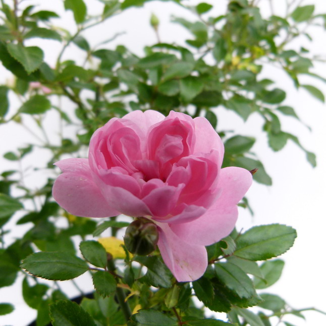 ROSA The Fairy