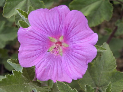 LAVATERA thuringiaca Bredon Spring