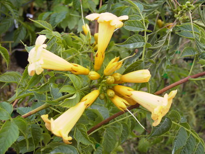 CAMPSIS radicans Flava