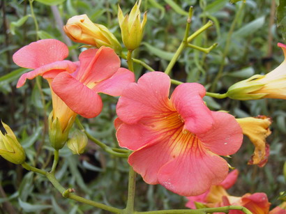 CAMPSIS grandiflora : floraison d'août-septembre. Nº1337