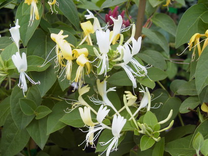 LONICERA japonica Hall's Prolific