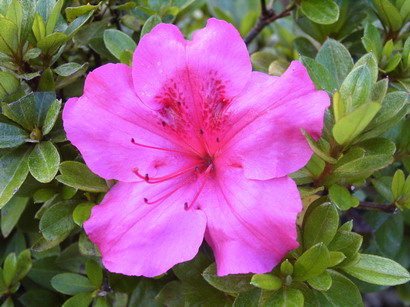 AZALEA japonaise Vuyk's Rosy Red