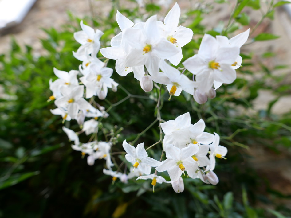 SOLANUM jasminoïdes Album