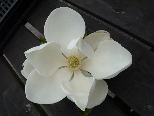 MAGNOLIA grandiflora Goliath