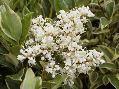 LIGUSTRUM japonicum Texanum Silver Star