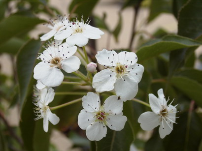 PYRUS calleryana Chanticleer