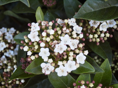 VIBURNUM tinus