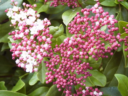 VIBURNUM tinus Gwenlian