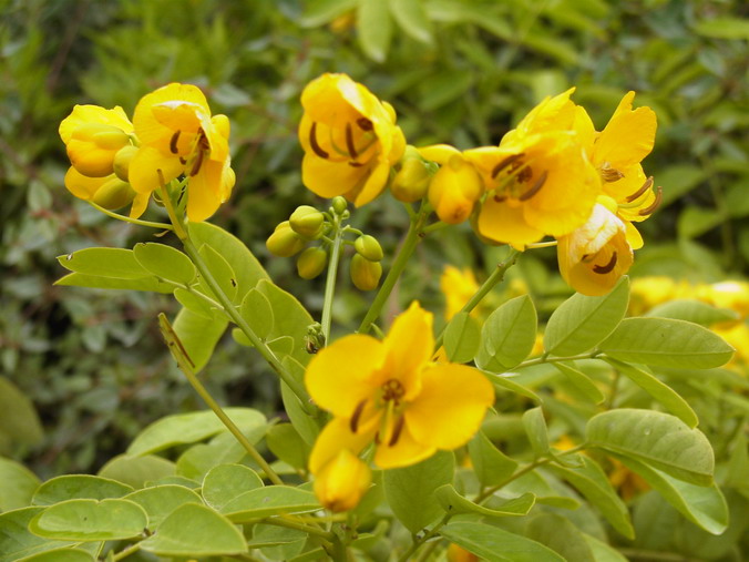 CASSIA corymbosa