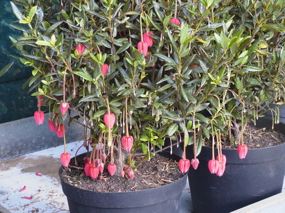 CRINODENDRON hookeranum