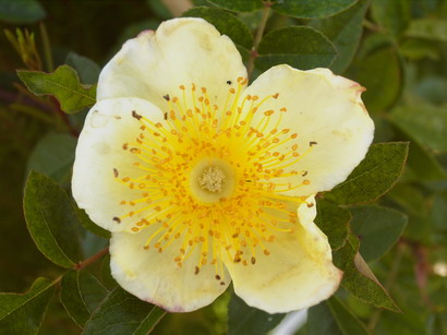 ROSA bracteata Mermaid