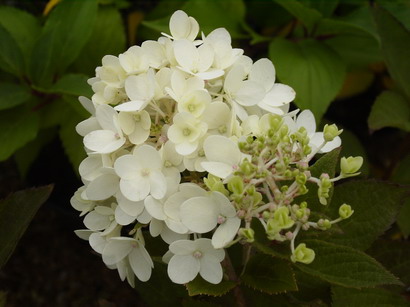 HYDRANGEA paniculata Grandiflora