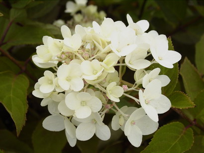 HYDRANGEA paniculata Grandiflora