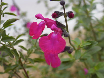 SALVIA microphylla Pink Blush