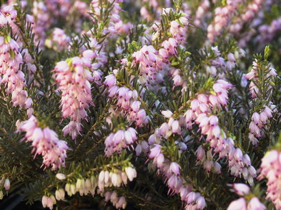 ERICA x.darleyensis Ghost Hills