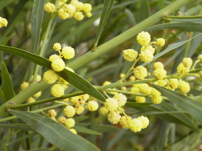 ACACIA retinodes