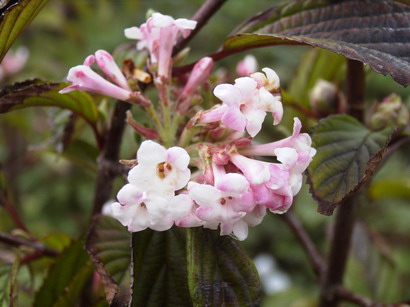 VIBURNUM X.bodnantense Dawn