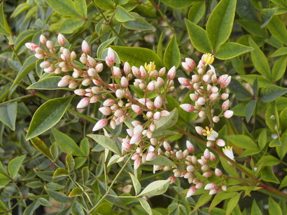 NANDINA domestica Richmond