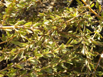 COPROSMA kirkii