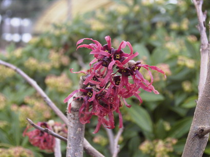 HAMAMELIS X.intermedia Diane