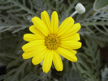 EURYOPS pectinatus