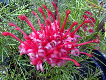 GREVILLEA rosmarinifolia