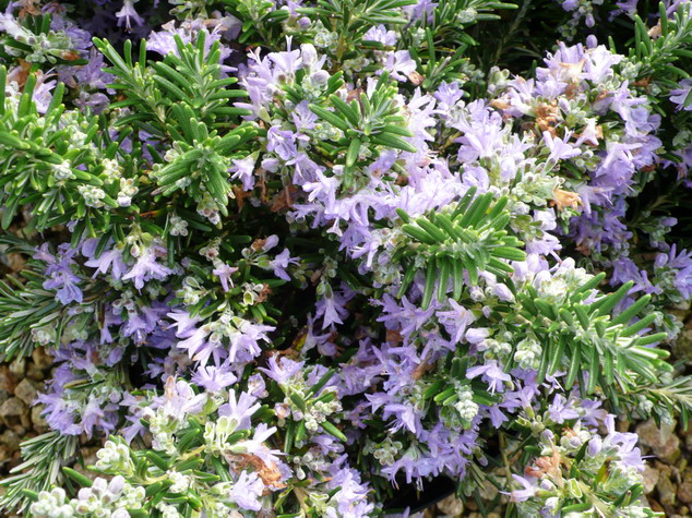 ROSMARINUS officinalis Pointe du Raz