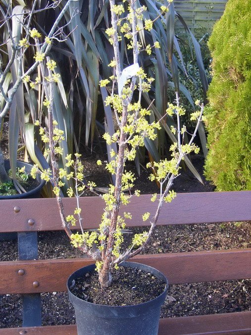 CORNUS officinalis
