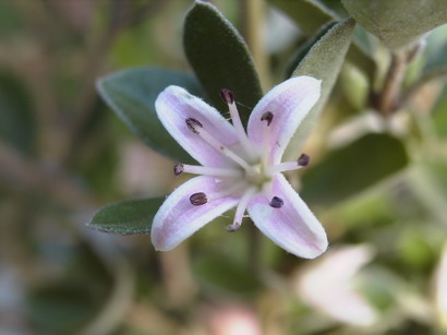 CORREA alba Rosea