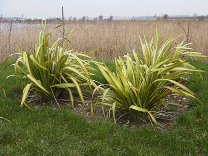 PHORMIUM tenax Yellow Wave