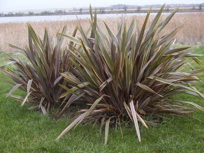 PHORMIUM tenax Rainbow Queen
