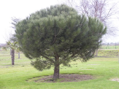 planter un pin parasol