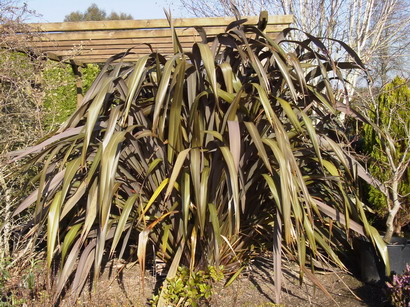 PHORMIUM tenax Purpureum