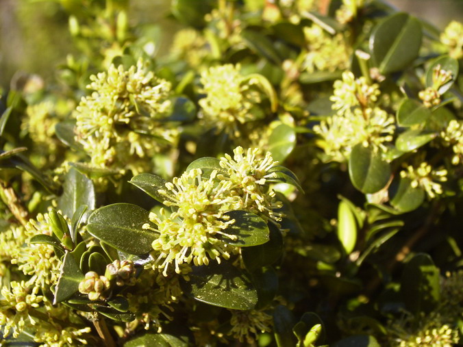 BUXUS microphylla Wintergreen : floraison de mi-février. Nº1434