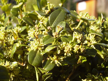BUXUS microphylla Wintergreen : floraison de mi-février. Nº1435