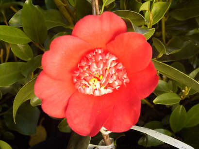 CAMELLIA japonica Kimberley