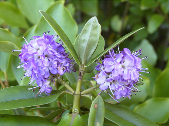 HEBE X.franciscana Blue Gem