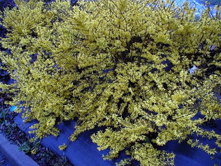 FORSYTHIA X.intermedia Marée d'Or ®