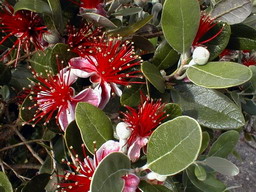 FEIJOA sellowiana Coolidge