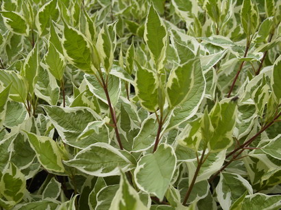 CORNUS alba Ivory Halo Bailhalo ®