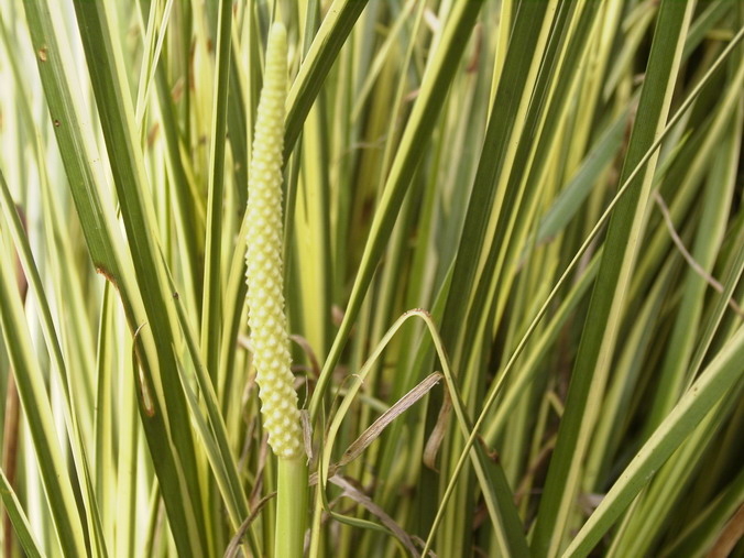 ACORUS gramineus Variegatus